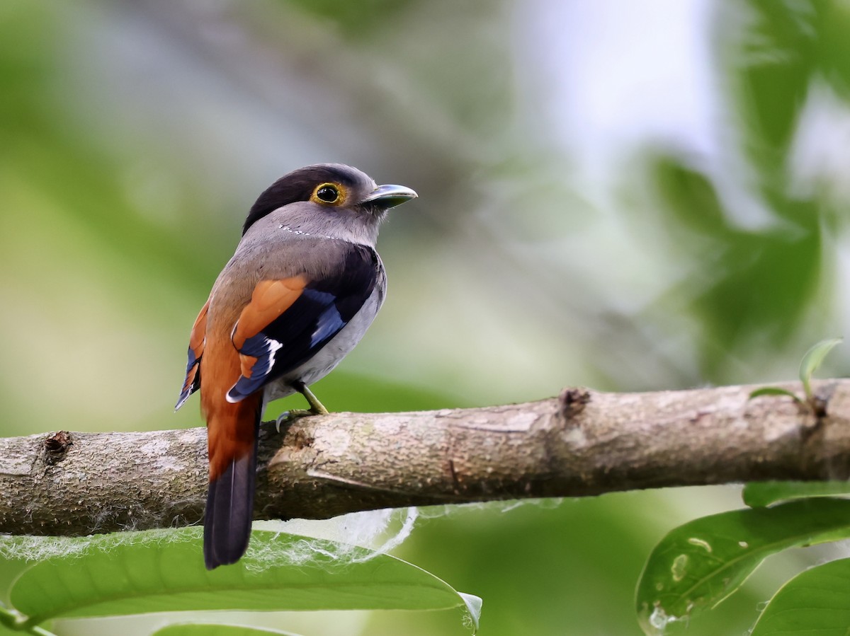 Gray-lored Broadbill - ML622383446