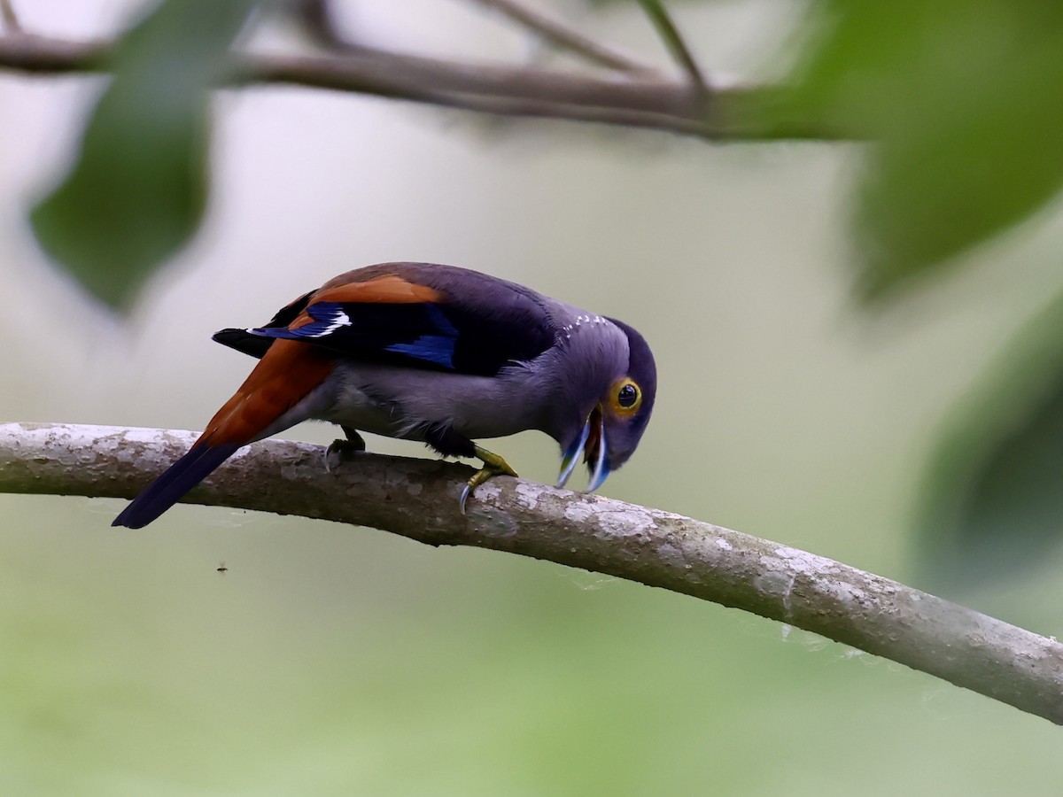 Gray-lored Broadbill - ML622383447