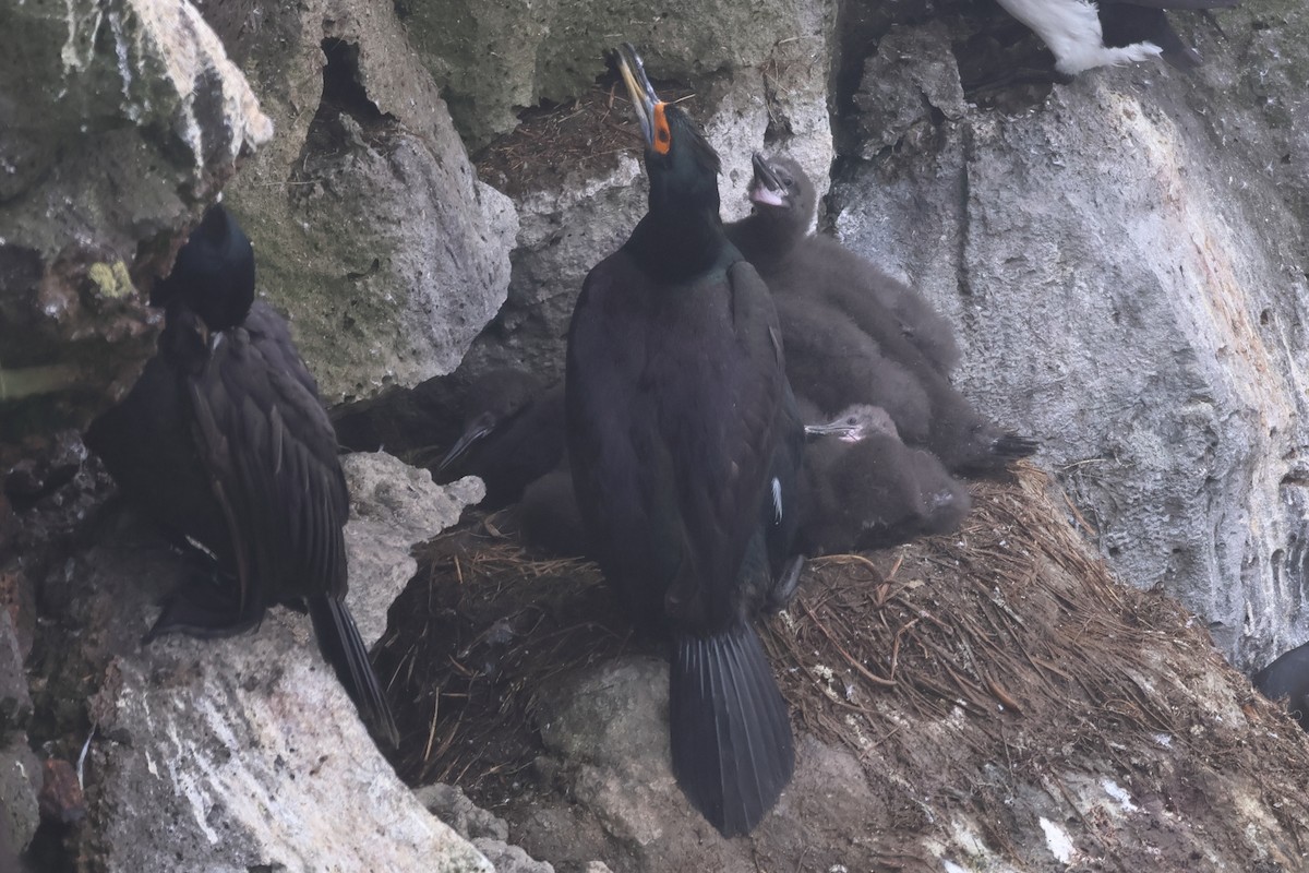 Cormoran à face rouge - ML622383485