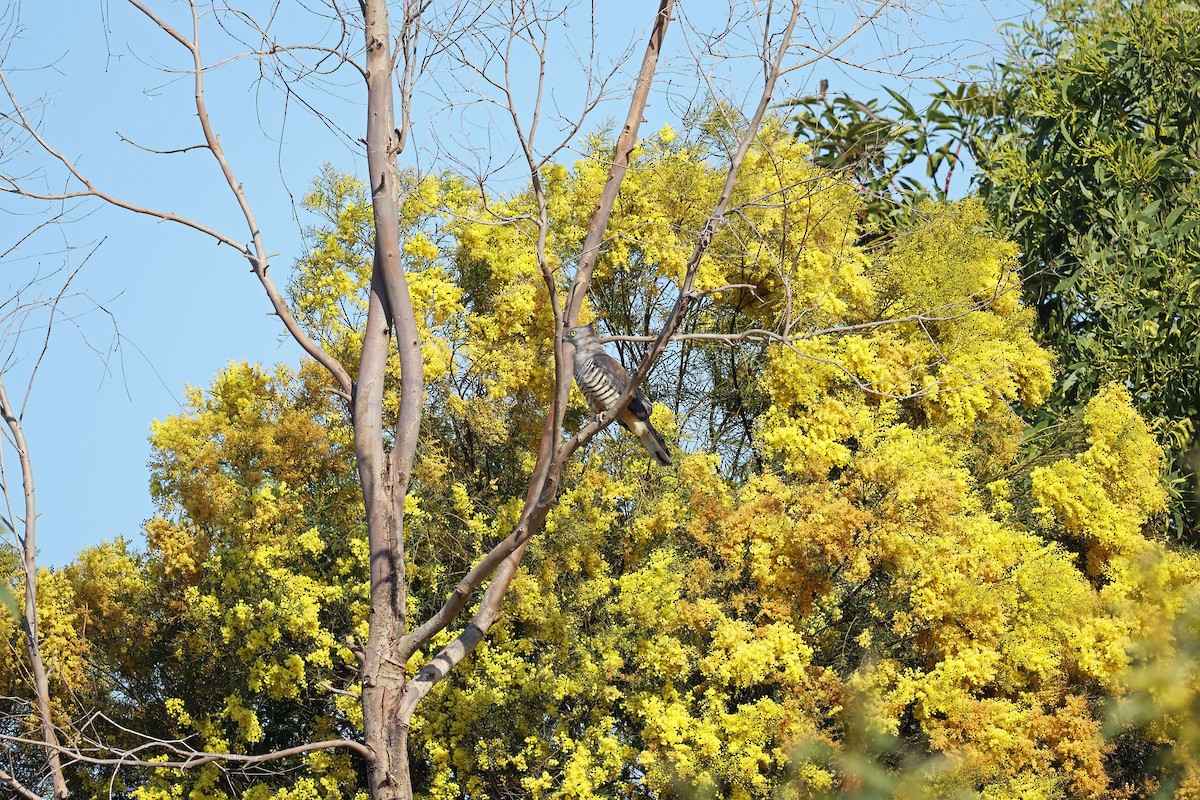 Pacific Baza - ML622383504