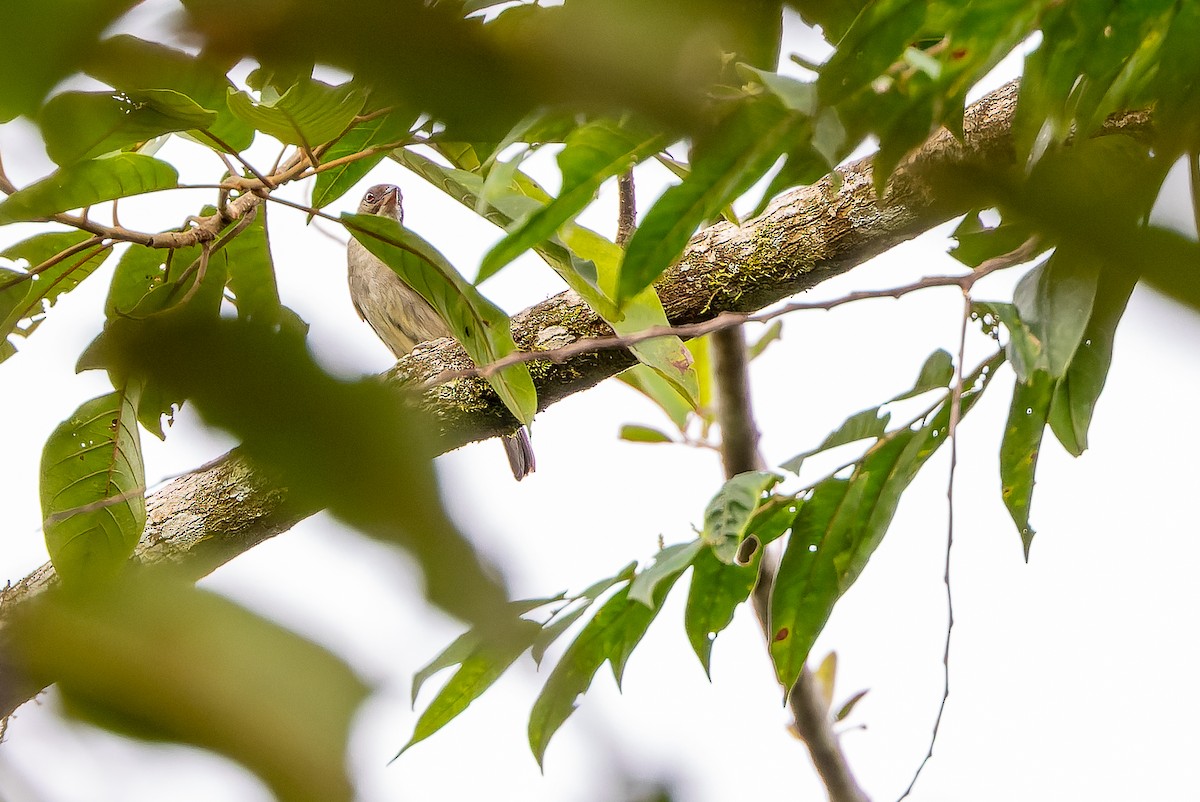 Malaysian Honeyguide - ML622383524