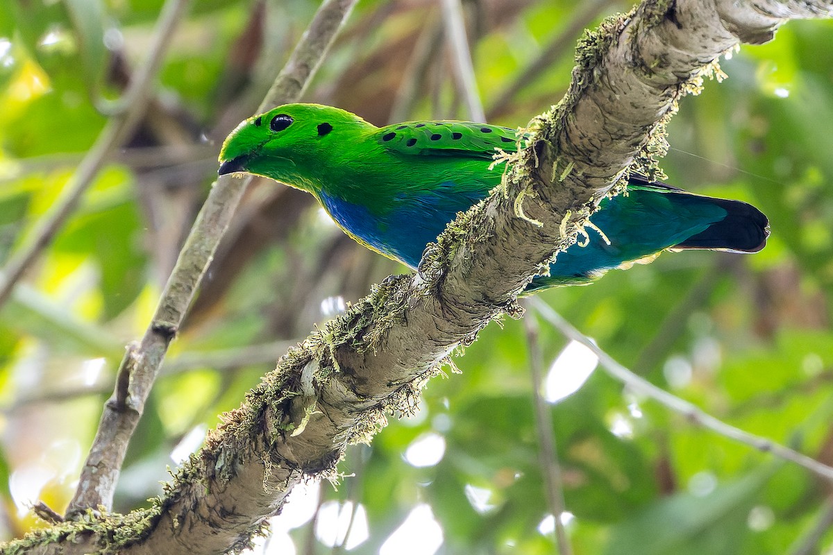 Hose's Broadbill - Joachim Bertrands | Ornis Birding Expeditions
