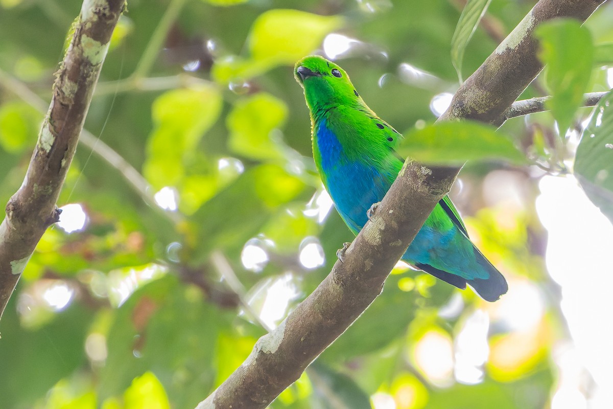 Hose's Broadbill - Joachim Bertrands | Ornis Birding Expeditions