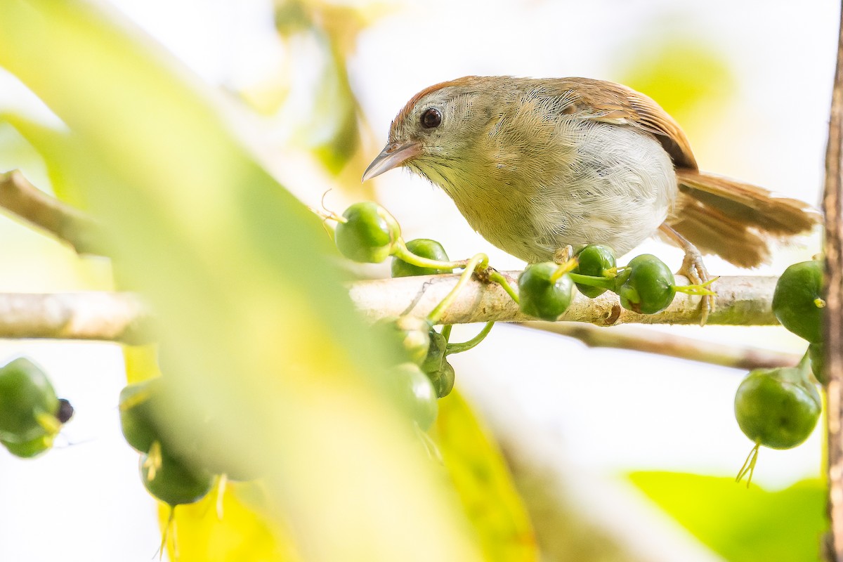 Rufous-fronted Babbler (Rufous-fronted) - ML622383649