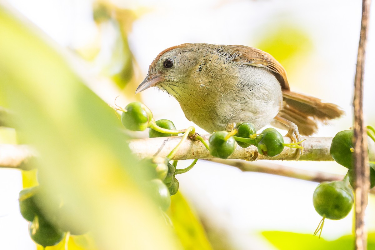 Rufous-fronted Babbler (Rufous-fronted) - ML622383650