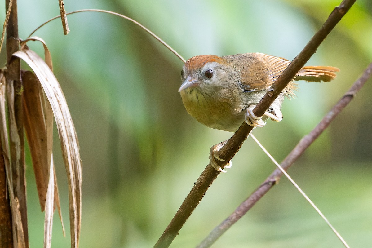 Rufous-fronted Babbler (Rufous-fronted) - ML622383651