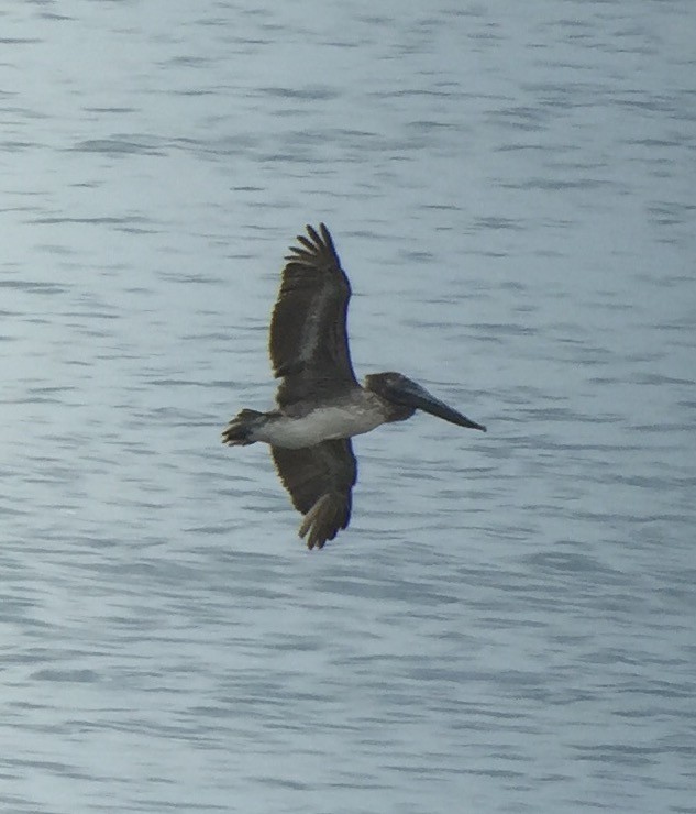 Brown Pelican - ML62238371