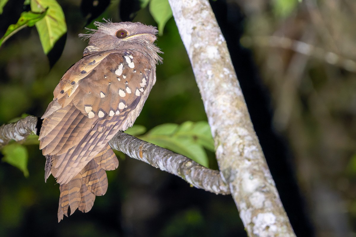 Dulit Frogmouth - ML622383732