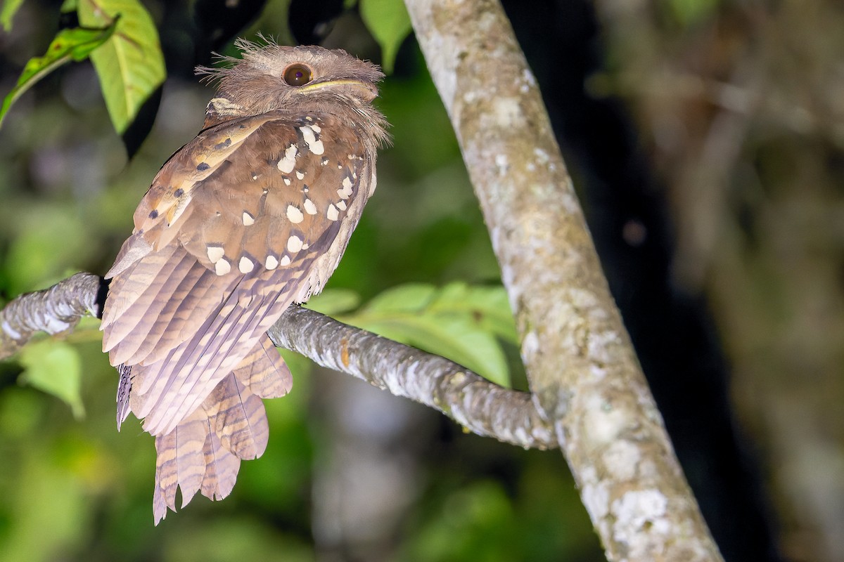 Dulit Frogmouth - ML622383733