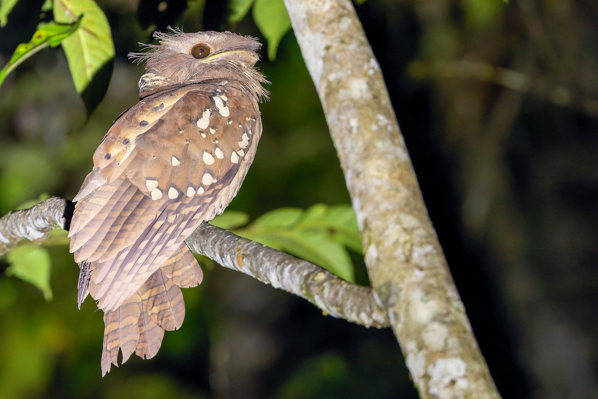 Dulit Frogmouth - Joachim Bertrands | Ornis Birding Expeditions