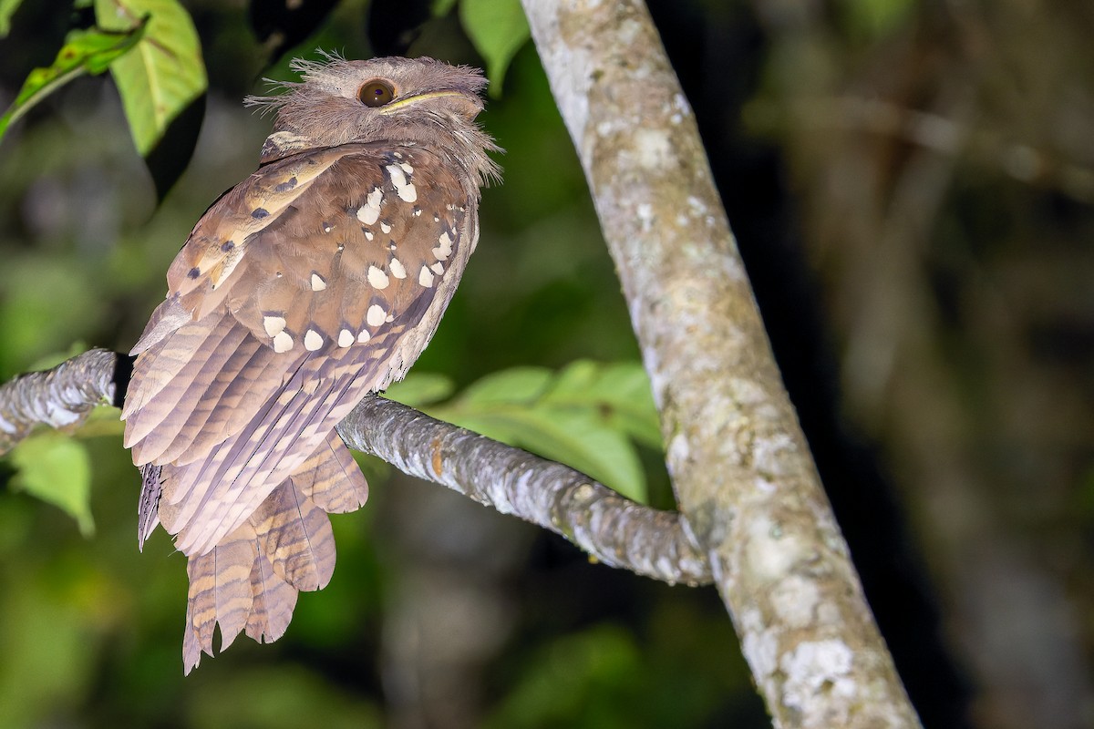 Dulit Frogmouth - ML622383735