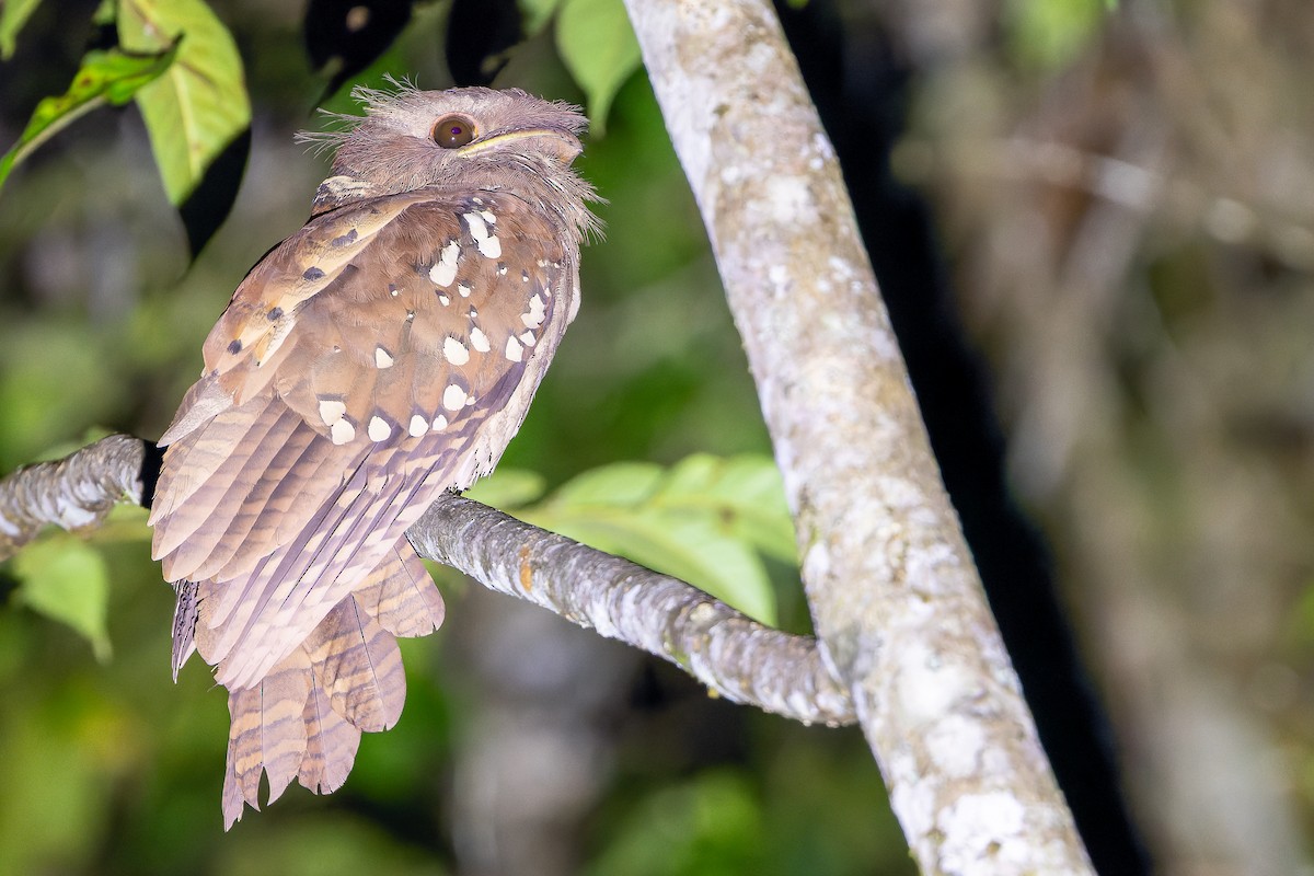 Dulit Frogmouth - ML622383736