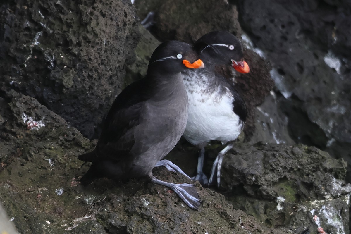 Crested Auklet - ML622383793