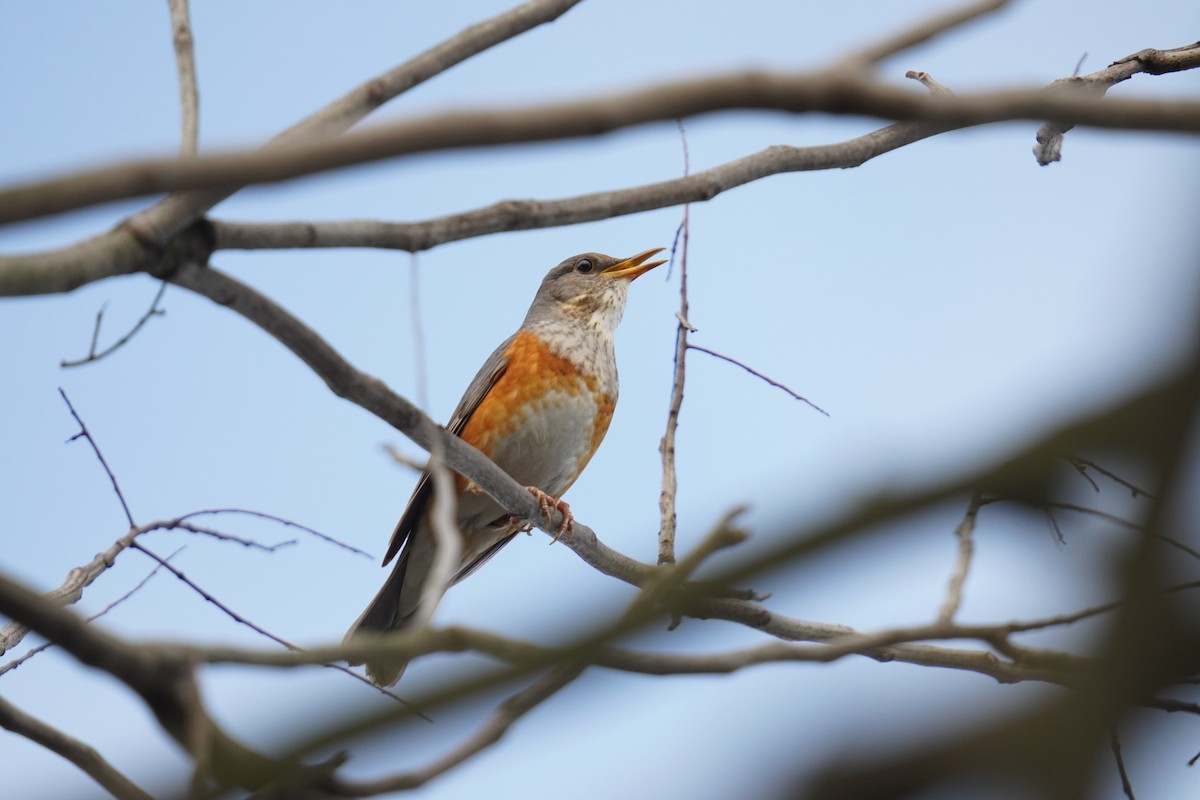 Gray-backed Thrush - Jason hs