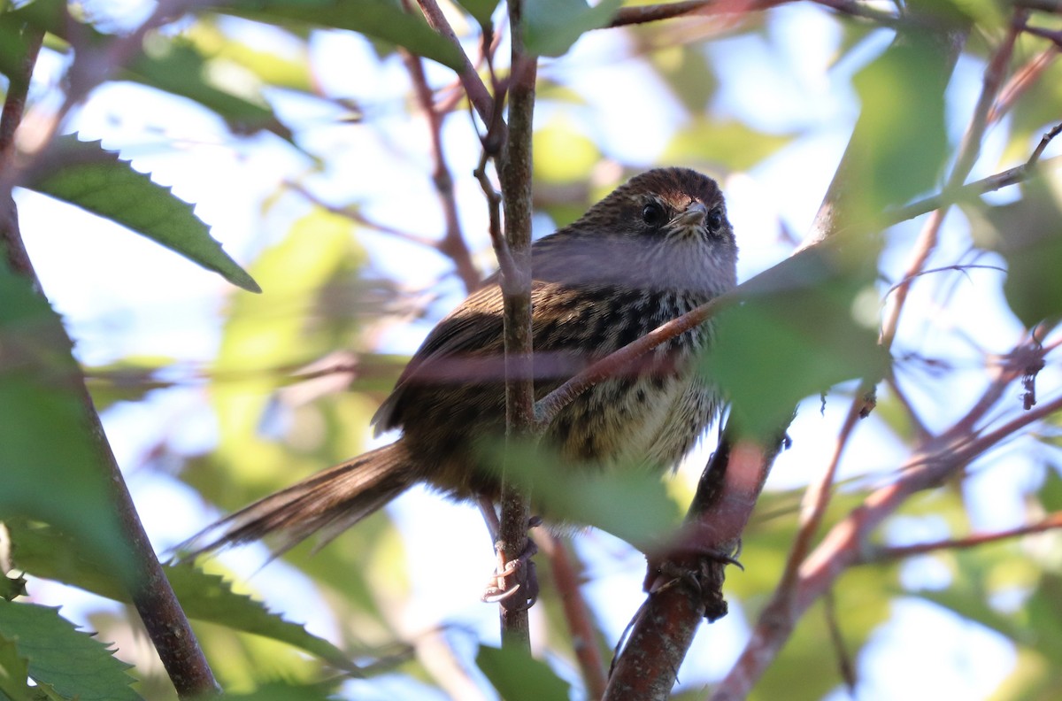 New Zealand Fernbird - ML622383858