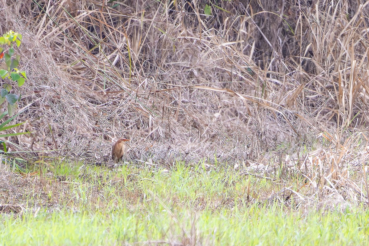 Cinnamon Bittern - ML622383874