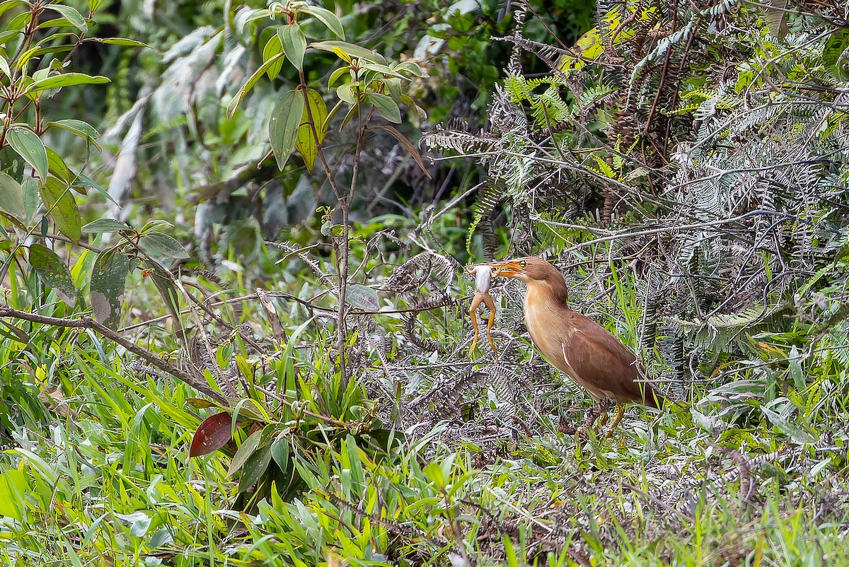 Cinnamon Bittern - ML622383875