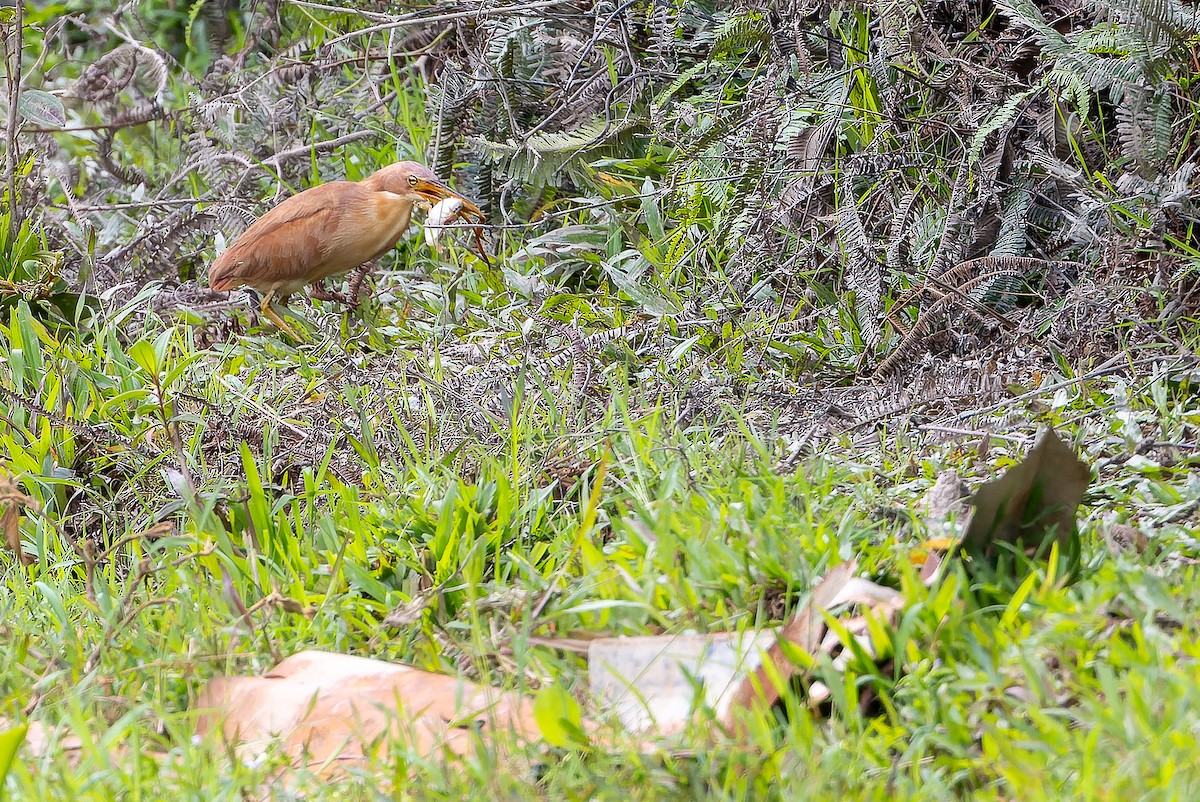 Cinnamon Bittern - ML622383876