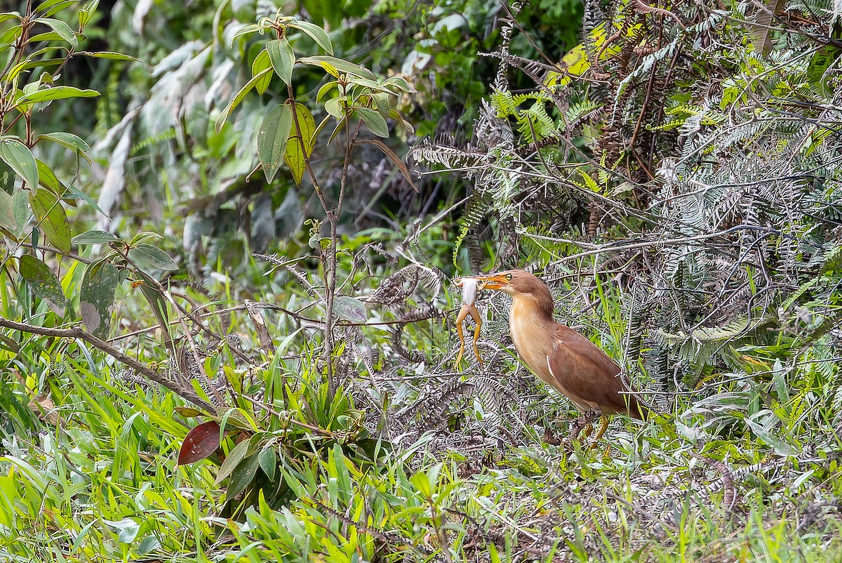 Cinnamon Bittern - ML622383877