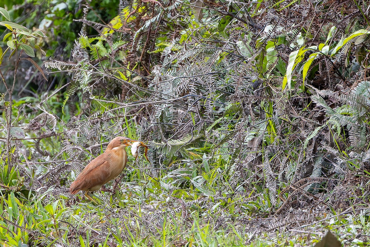 Cinnamon Bittern - ML622383878