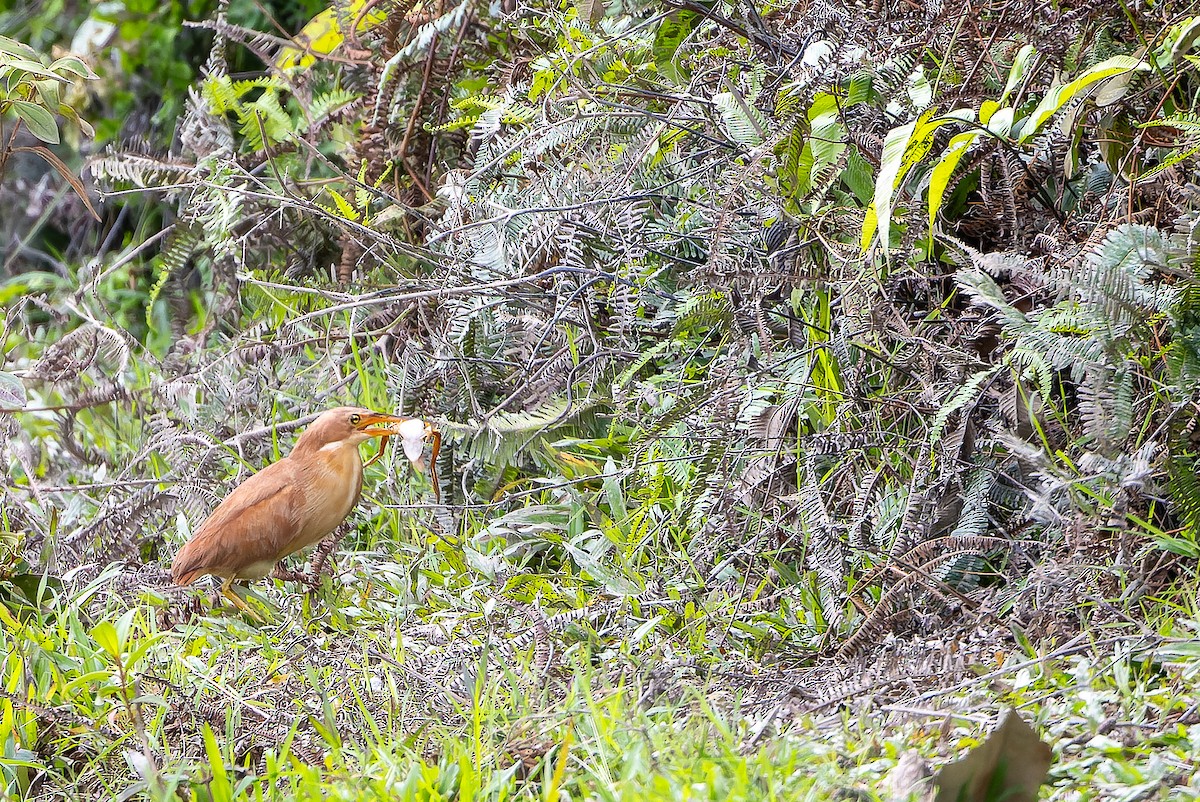 Cinnamon Bittern - ML622383879