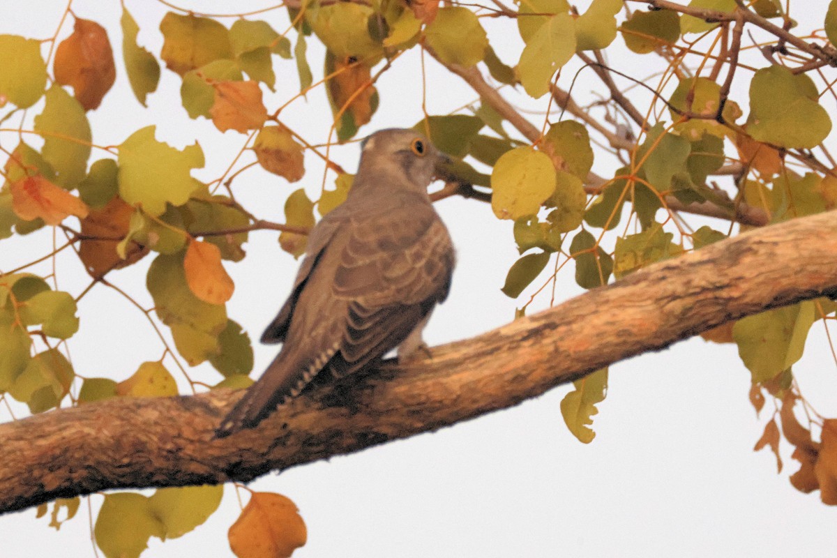 Pallid Cuckoo - ML622383912