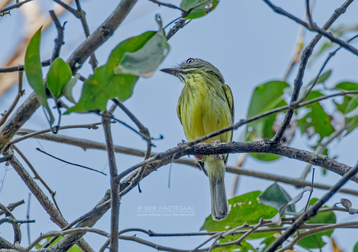 Stripe-necked Tody-Tyrant - Rob Nagtegaal