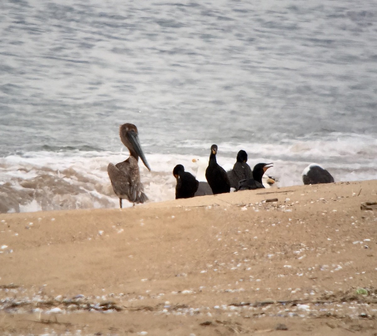 Brown Pelican - ML62238401