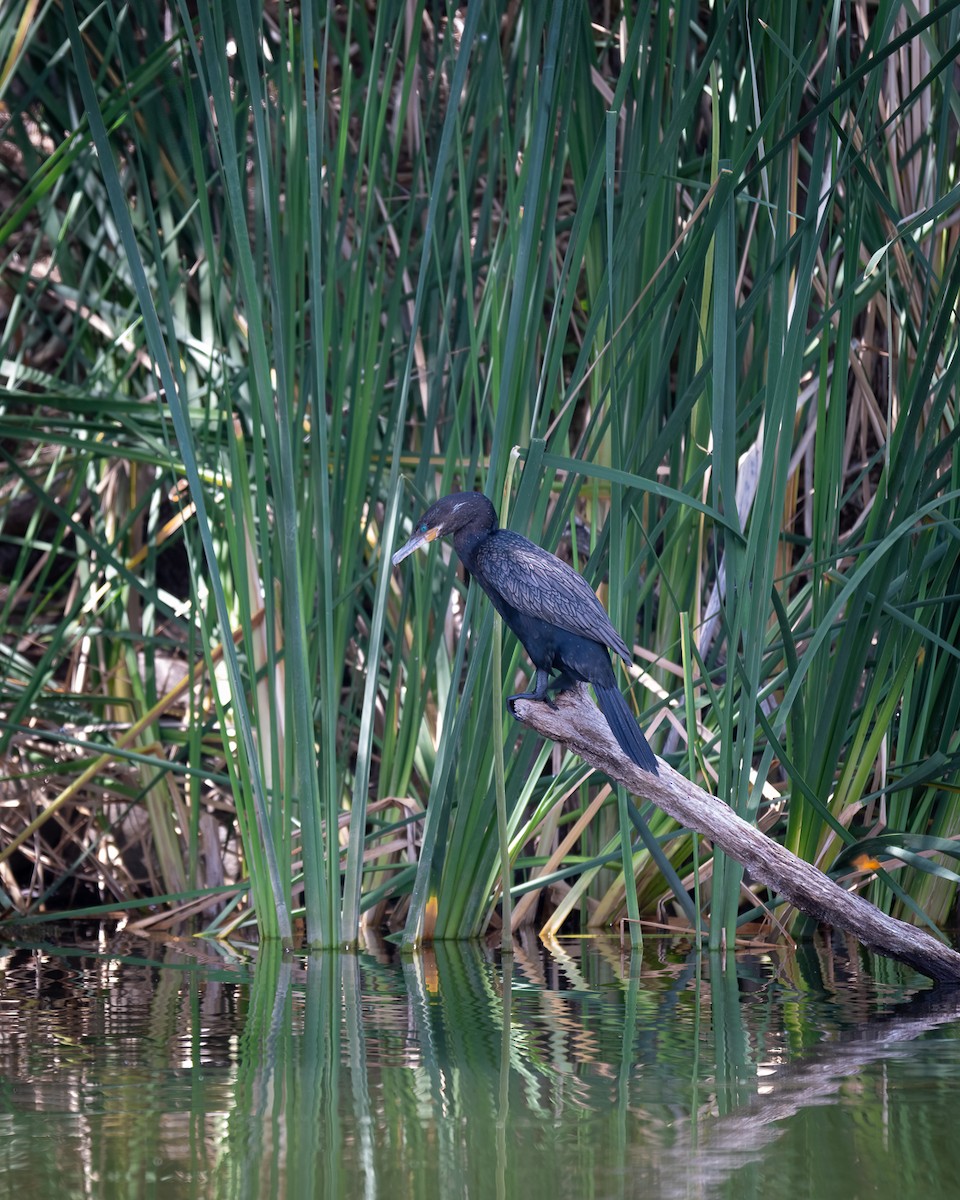 Neotropic Cormorant - ML622384148