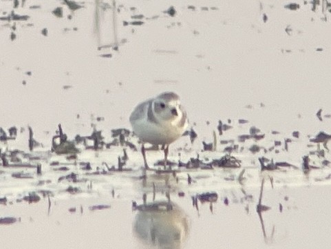 Piping Plover - Jennifer Miller