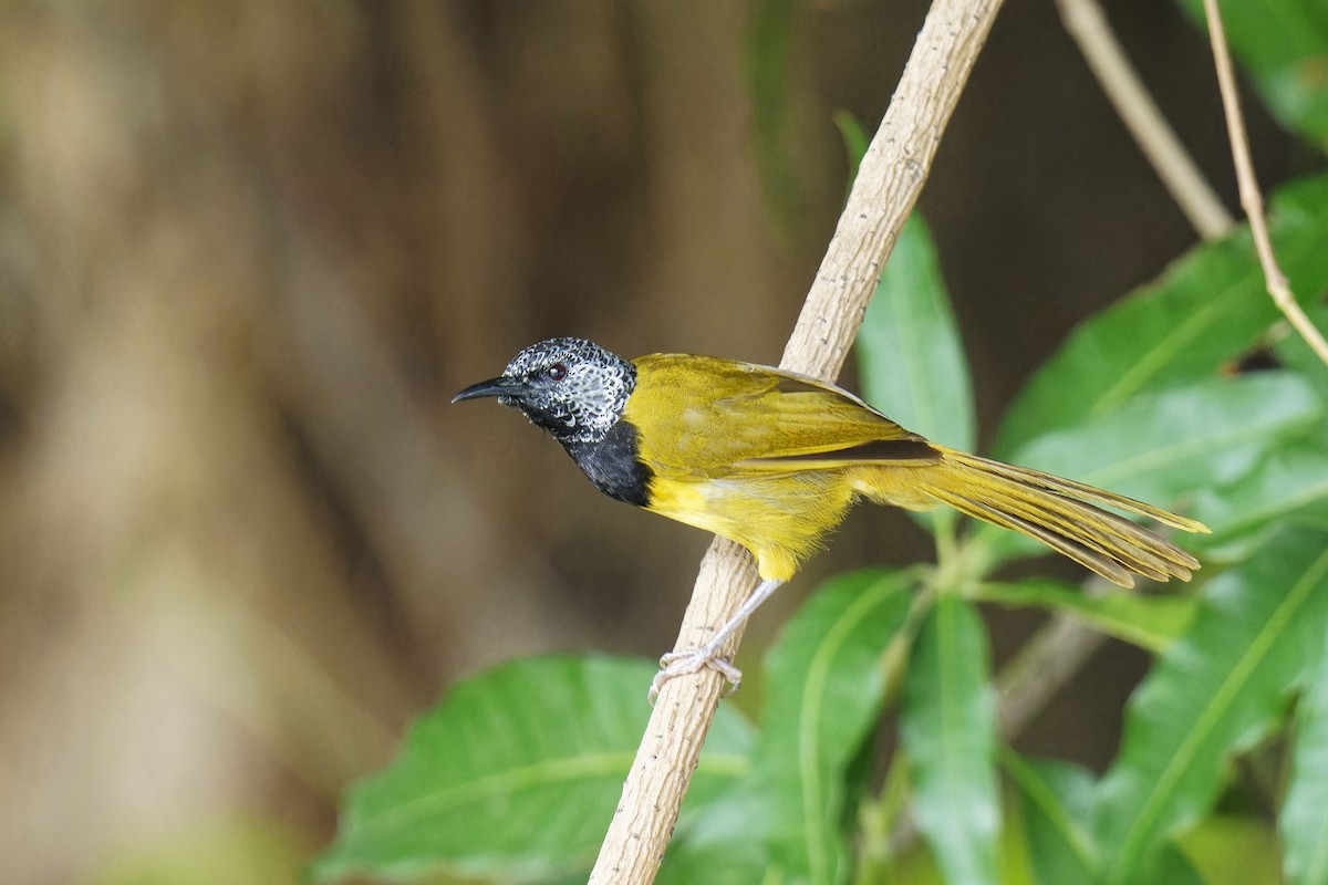 Oriole Warbler - ML622384225