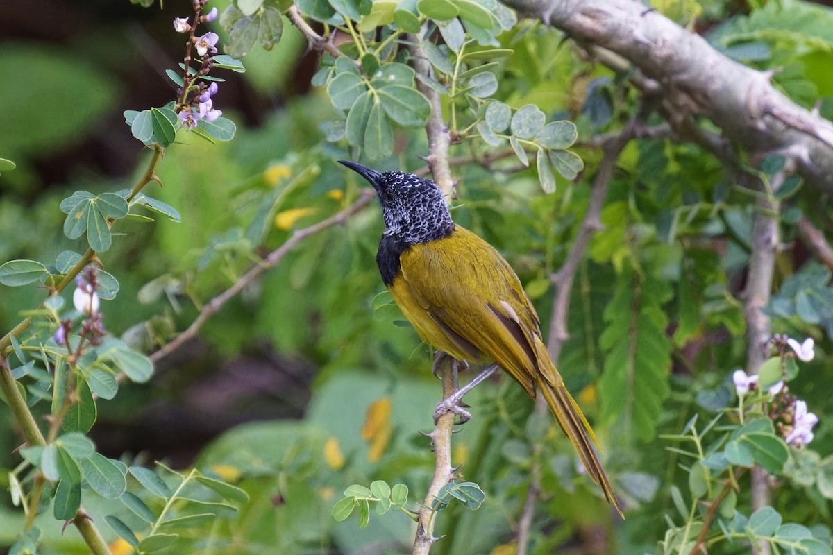 Oriole Warbler - ML622384228