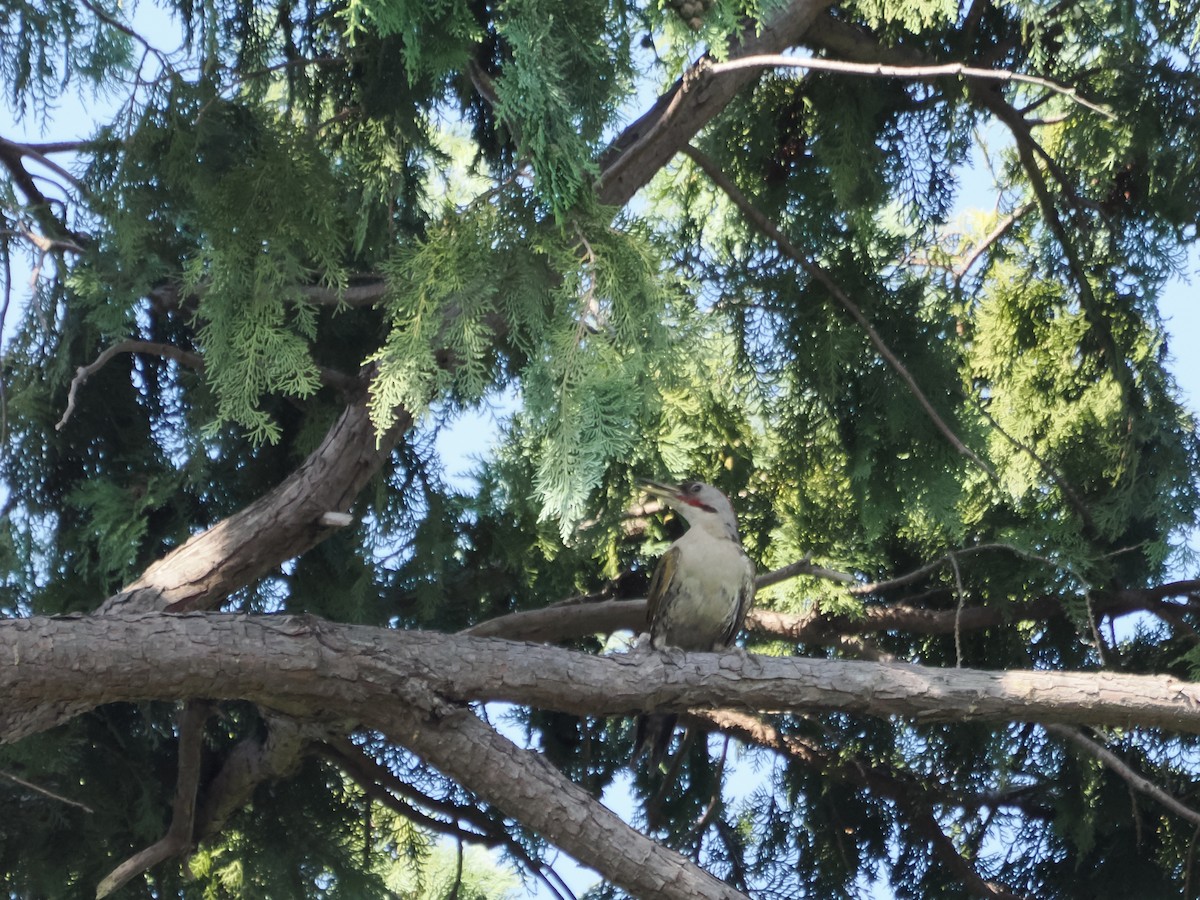 Japanese Woodpecker - Akihiko Naya