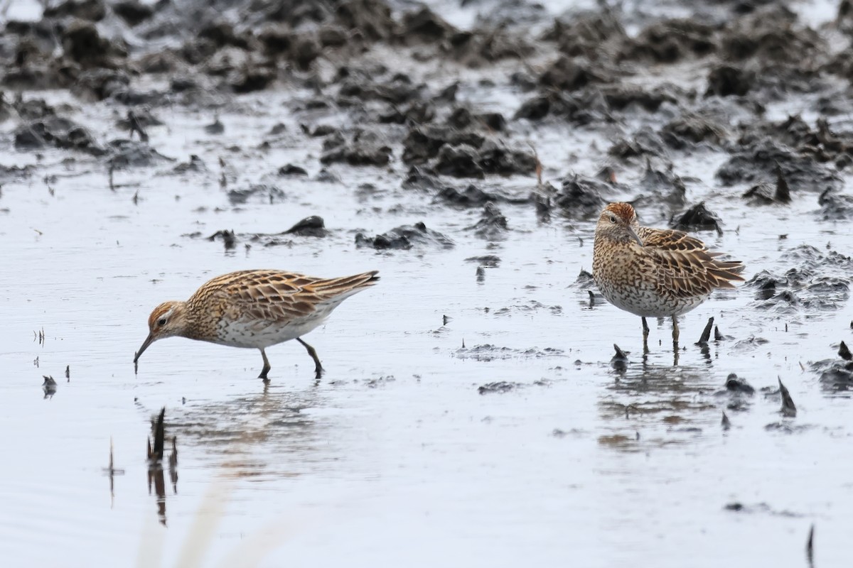 Sharp-tailed Sandpiper - Sam Darmstadt