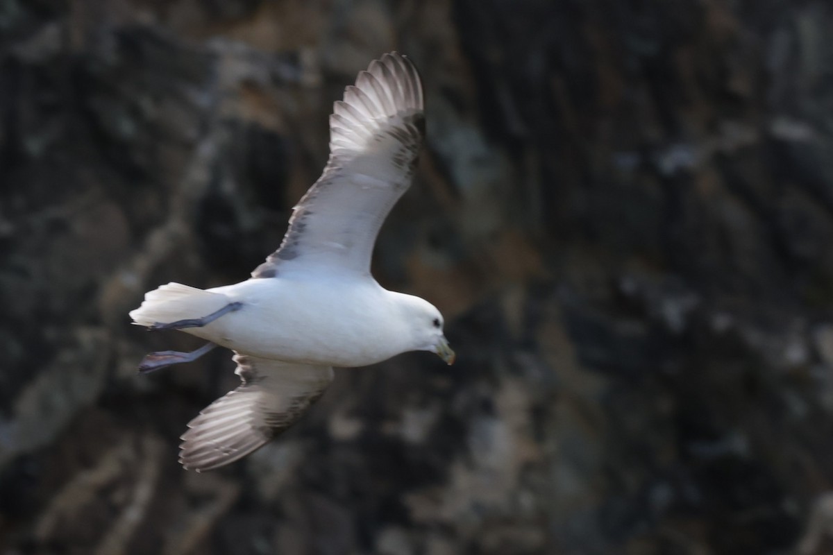 Northern Fulmar - ML622384567