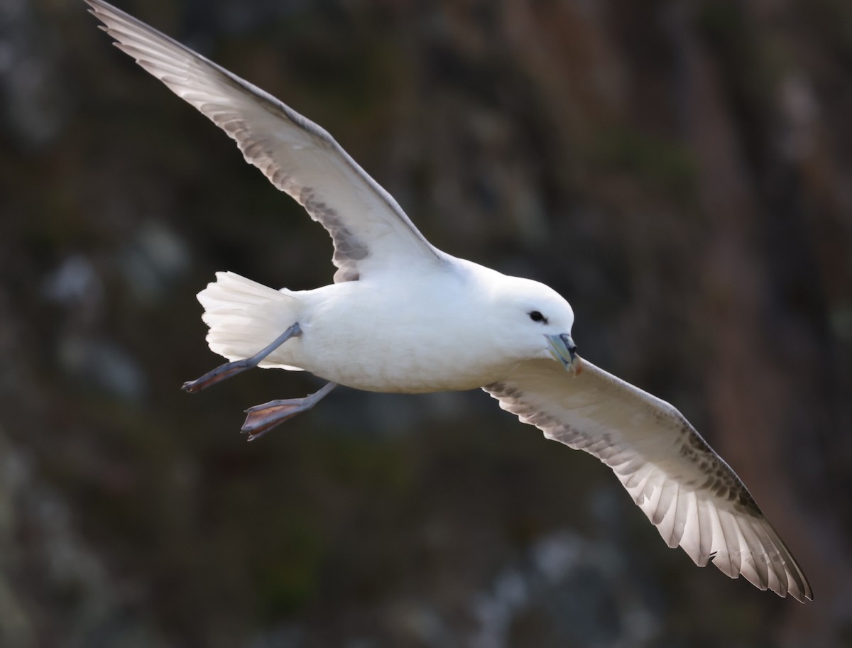 Northern Fulmar - ML622384570