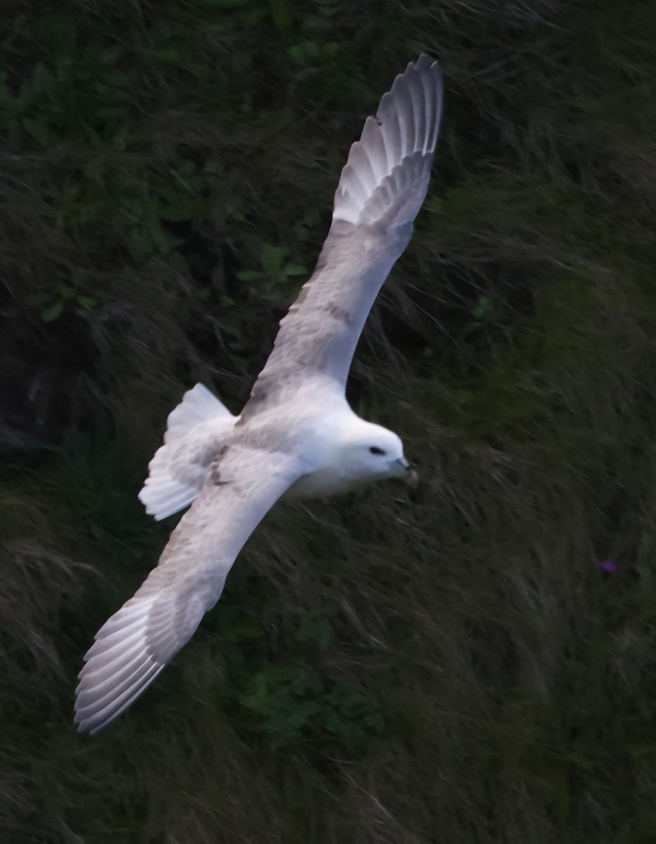 Northern Fulmar - ML622384571