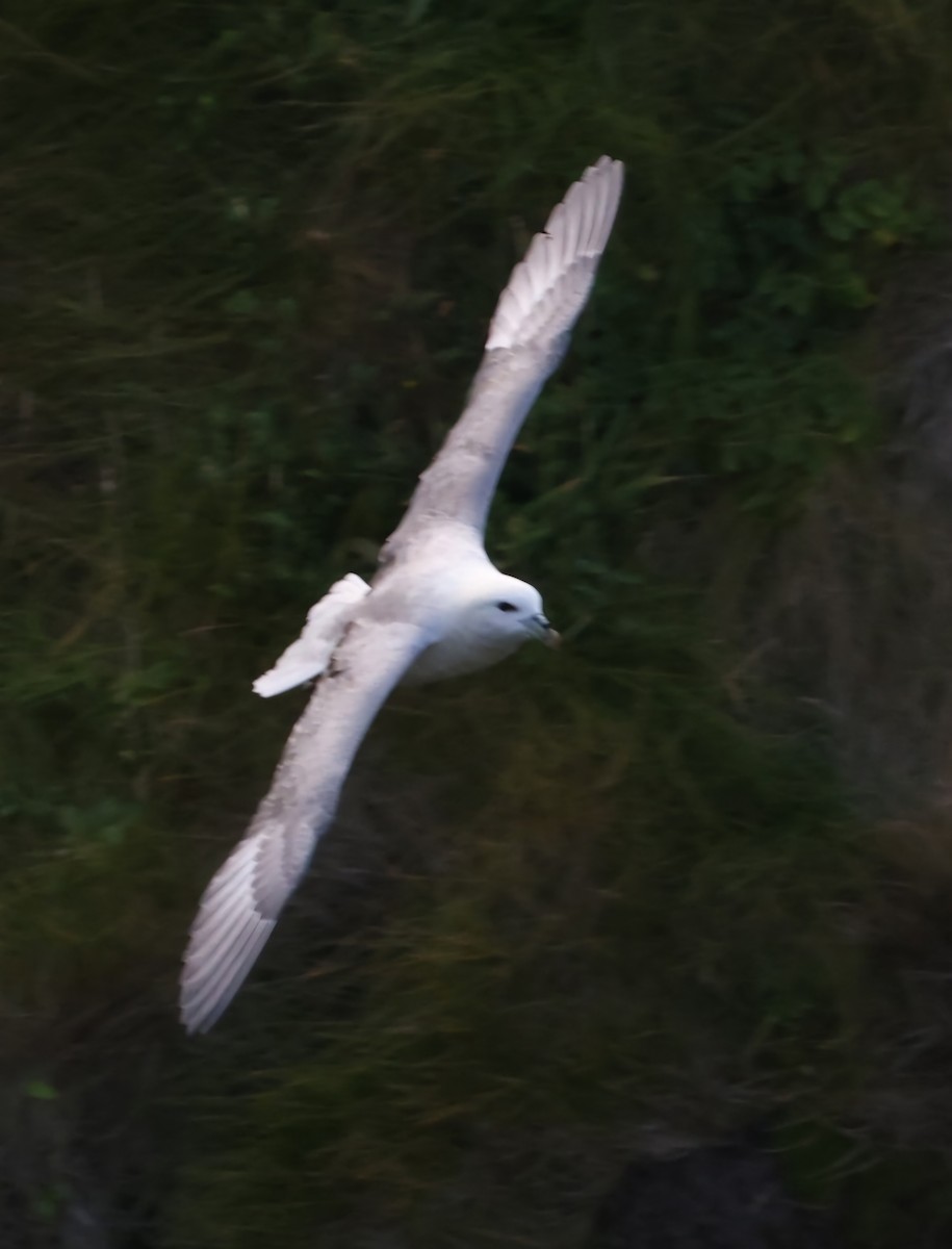 Northern Fulmar - ML622384572