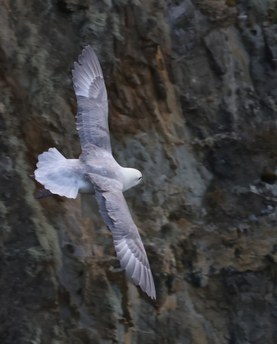 Northern Fulmar - ML622384573