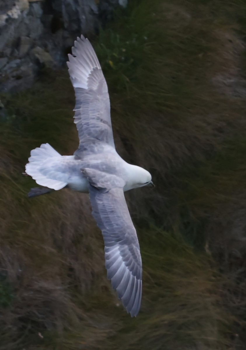 Northern Fulmar - ML622384574