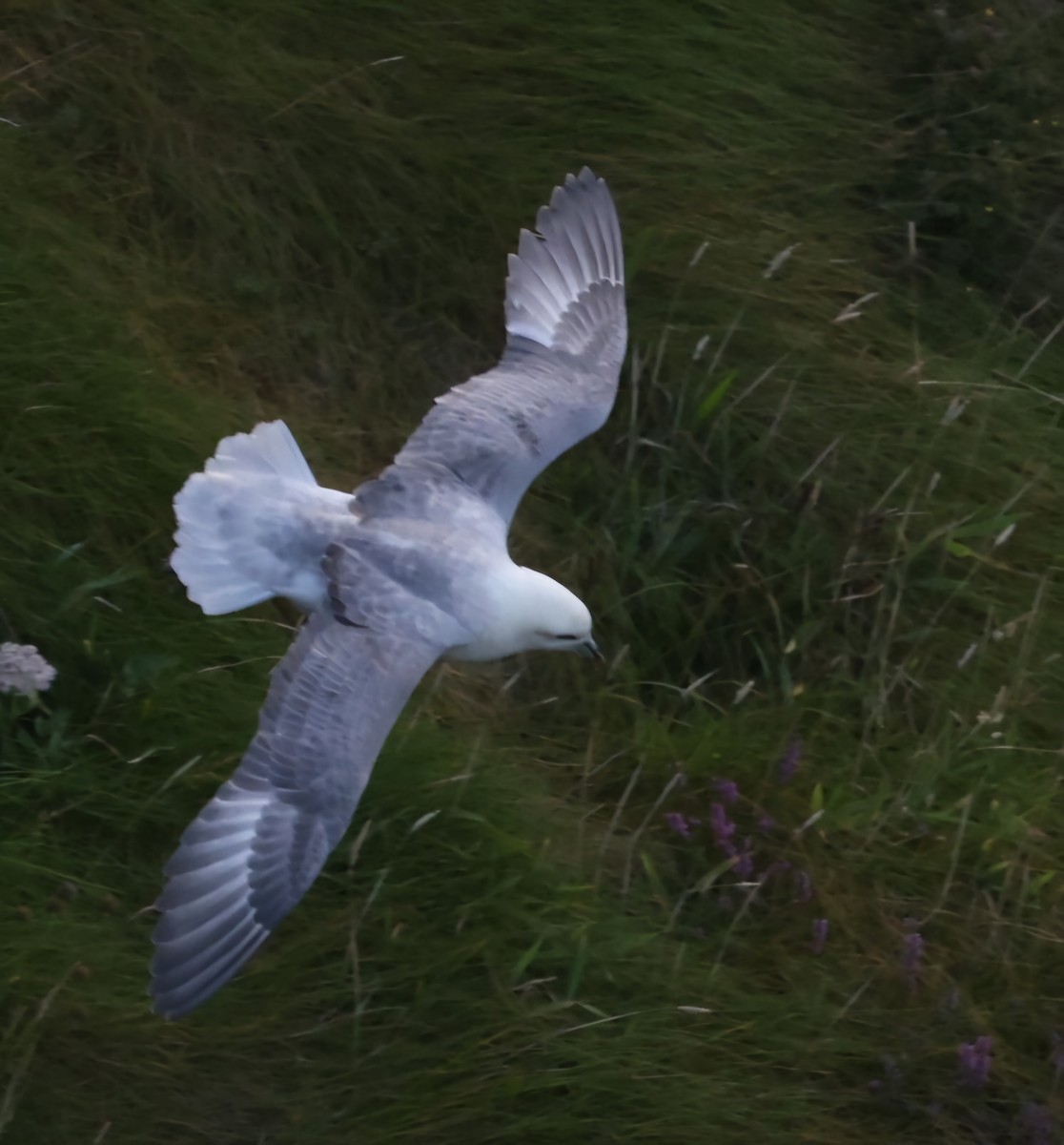 Northern Fulmar - ML622384575