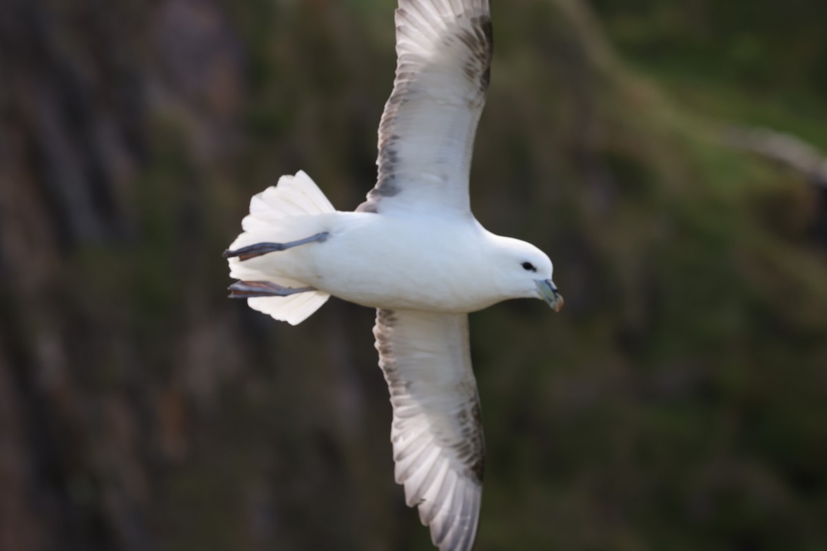 Northern Fulmar - ML622384576