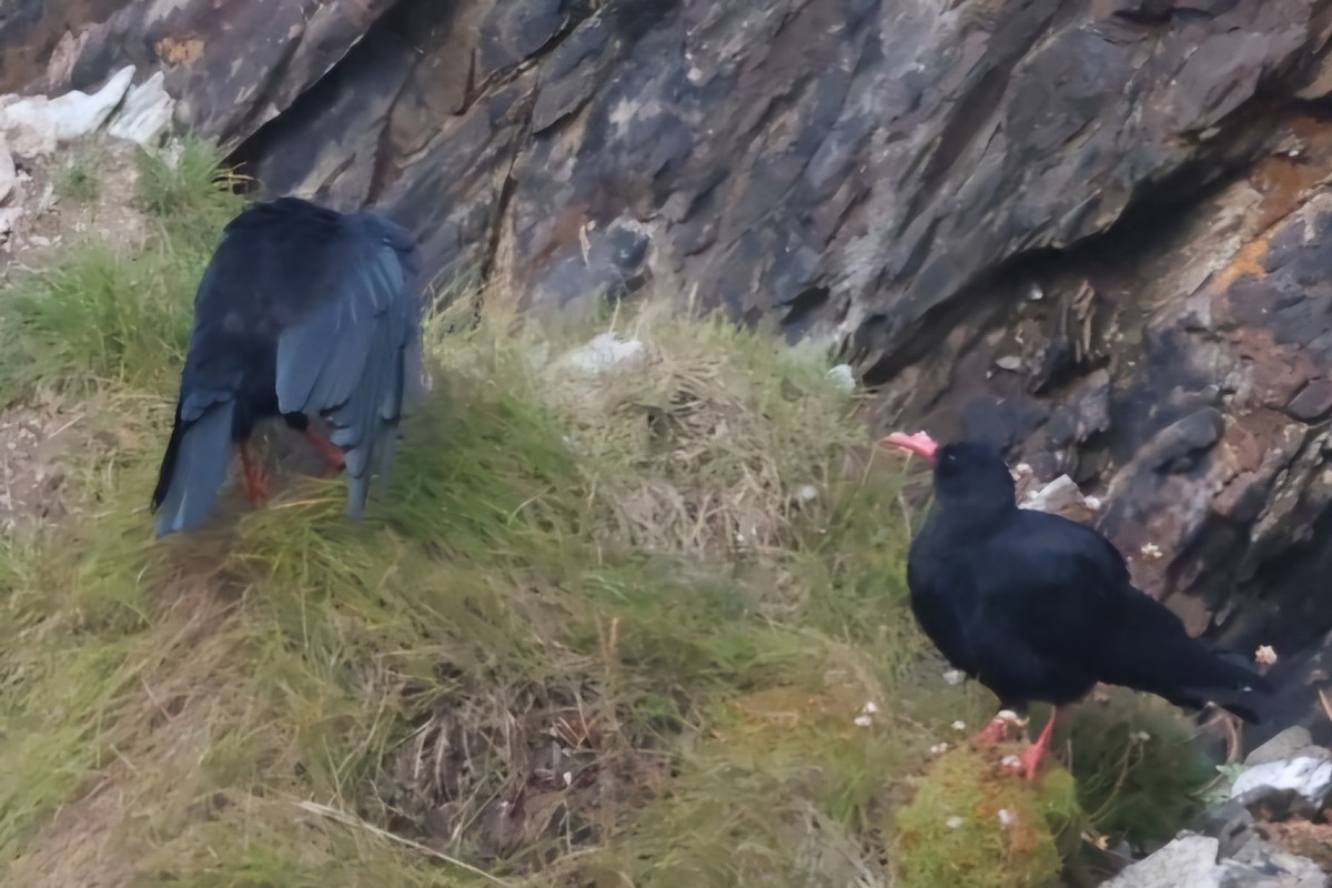 Red-billed Chough - ML622384581