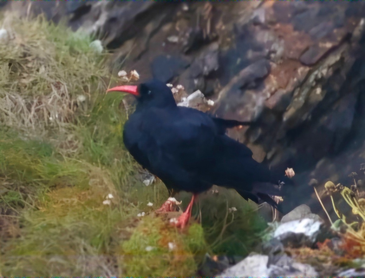 Red-billed Chough - ML622384582