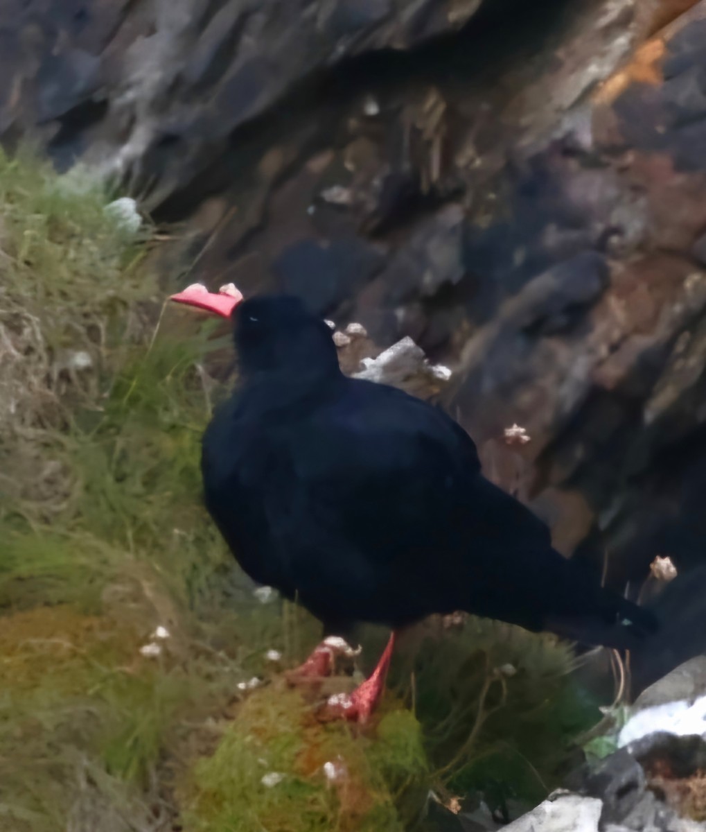 Red-billed Chough - ML622384583