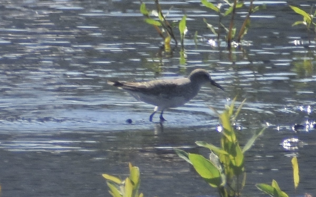 White-rumped Sandpiper - ML622384685