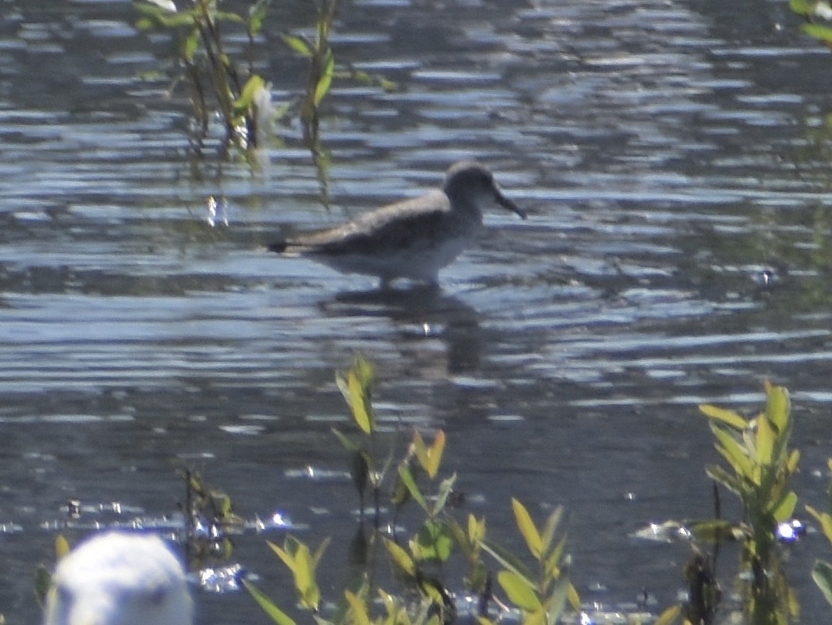 White-rumped Sandpiper - ML622384686