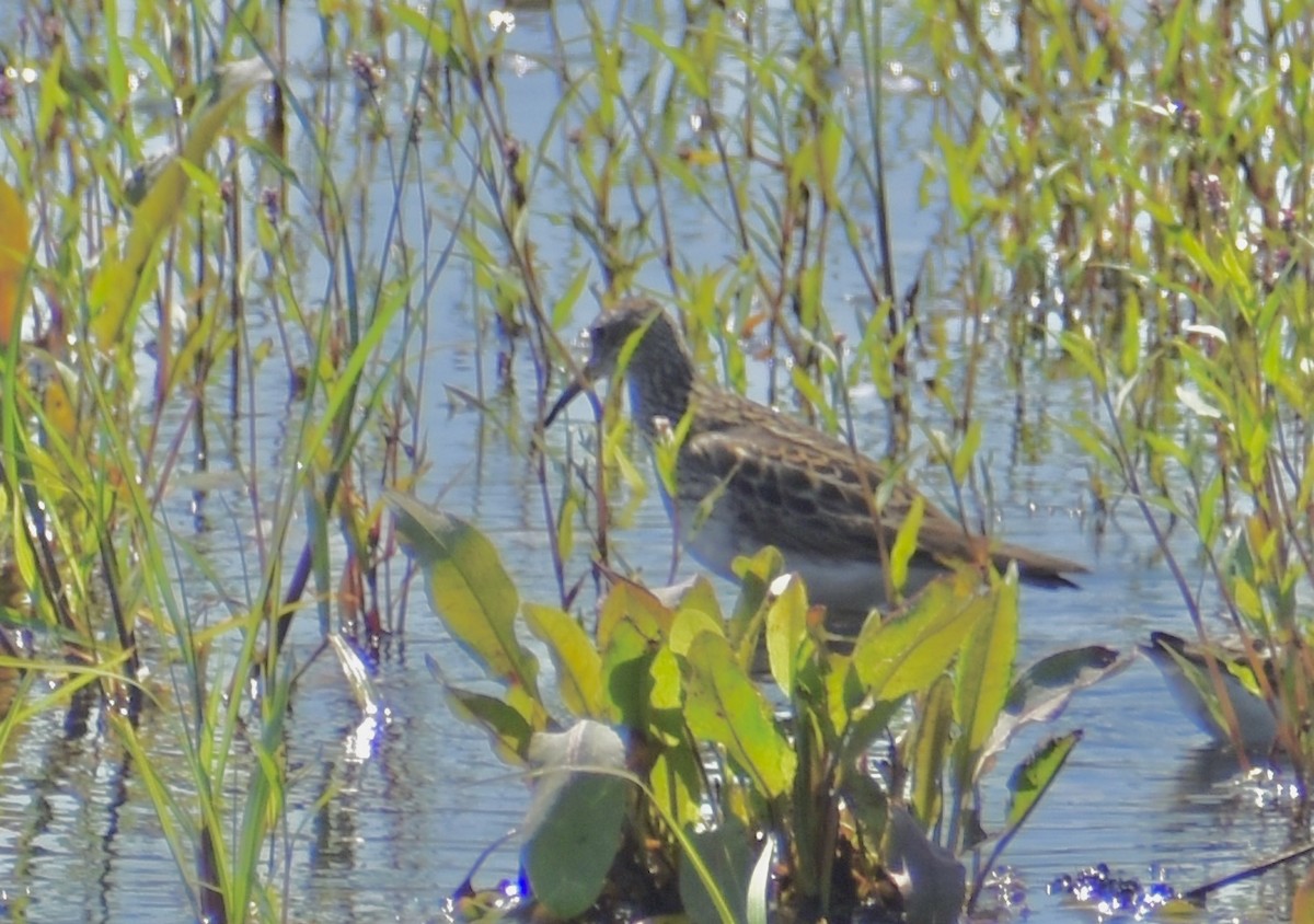 Pectoral Sandpiper - ML622384692