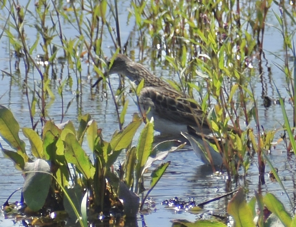 Pectoral Sandpiper - ML622384693