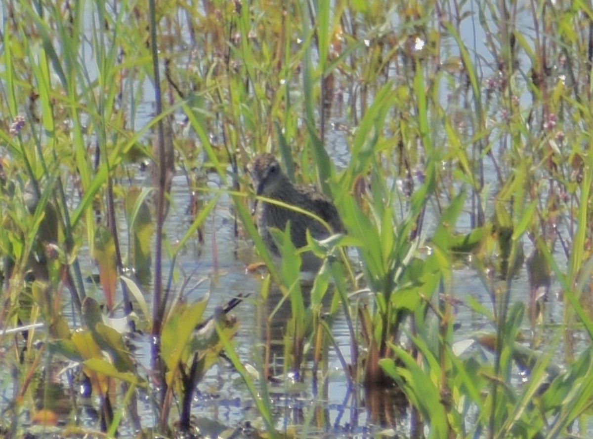 Pectoral Sandpiper - ML622384694